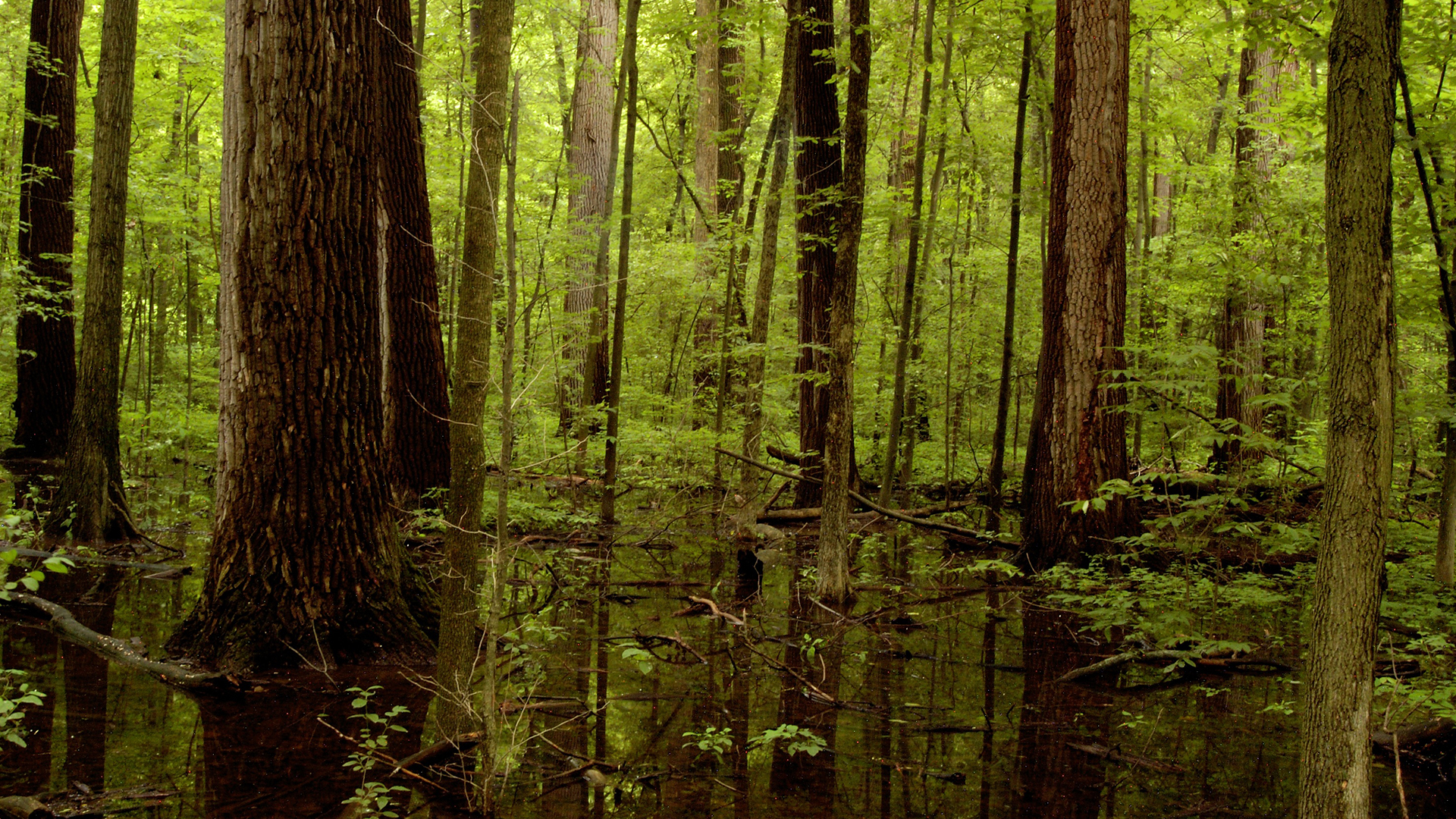 Image for the Point of Interest Pearson Park