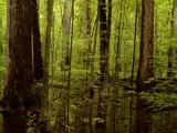 Image for Pearson Park