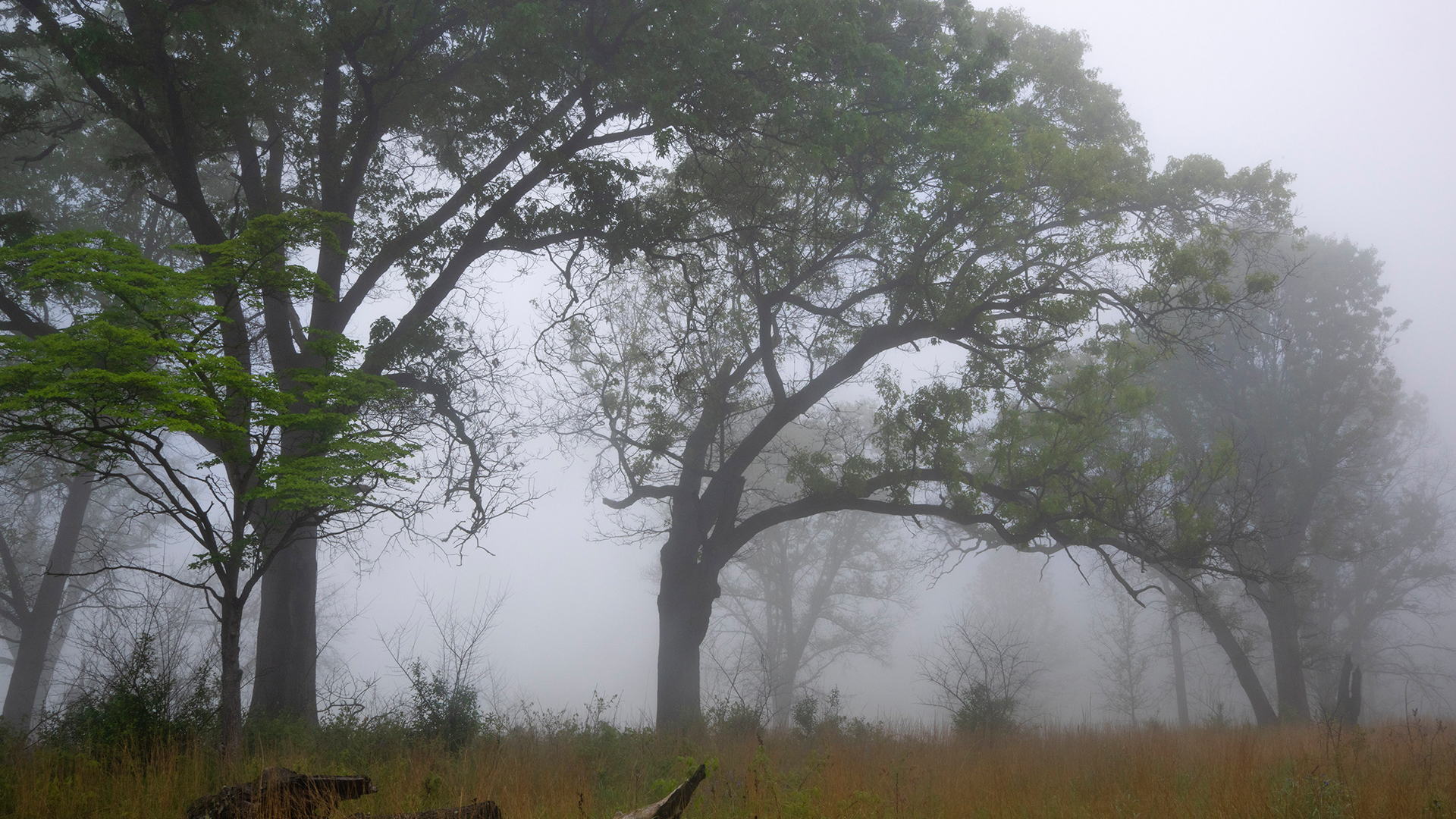 Image for the Point of Interest Oak Shade Grove